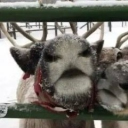 🦇˚₊ • Reg₊˚੭ ✦