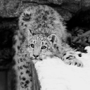 avatar 𖤍 | Bòn⑅