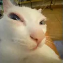 vincirojas74850 avatar