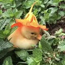 llsunflower