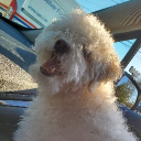 avatar Facebook Schemer