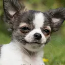 chiwawa_luxon