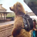 mrbearx