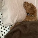 blister_22