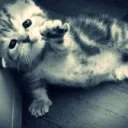 fl_ffypet