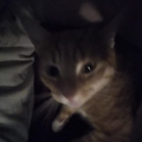 avatar Hundeinhalira