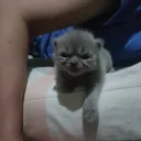 .nillavanilla