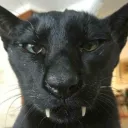gray12king avatar