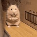 https://cdn.discordapp.com/avatars/1053606446849339424/40990e84c58eafb85411abf99bd4acb0.jpg?size=128