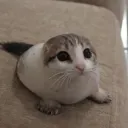 qwergin