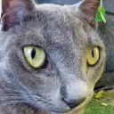 Аватар gregorey9864