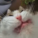 waycats