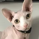 davecozy