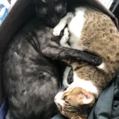 画像なし