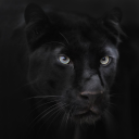 pedantic_wright91 member profile picture