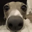 _yuurih_
