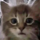 bhjugffgh