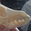 coyote.jawbone