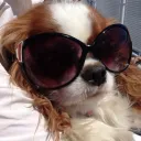 alisoncaprisun6