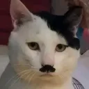 bubbs.sh