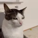 bubbs.sh