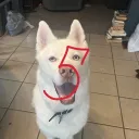 5incofr
