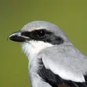 marsh_melllow