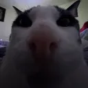 cuasisv