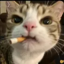 latvialover444 avatar