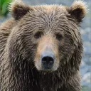 kodiakslayer