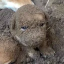 blushiepuppie
