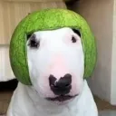 cachorrosemdono_