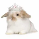 scenebunni