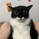 schlawg2