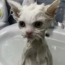 ._bobcat_.