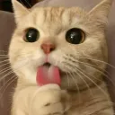 b0bcatyt