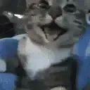 ._bobcat_.
