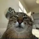 lionnn_123