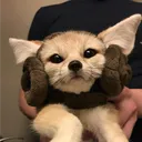 mooztooz