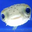 saucy_fish0012 avatar