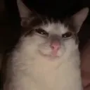 neveriife