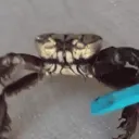 Knife Crab avatar