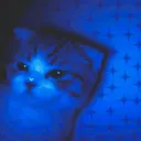 ntcelina. avatar