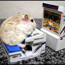 notathenut