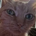 maxiefox9000