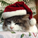 avatar 𝐞𝐫𝐲𝐫𝐢