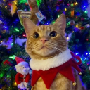 avatar 𝐞𝐫𝐲𝐫𝐢