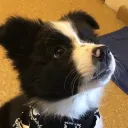 skiebarks