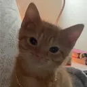 lmgvr1