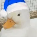 quacking_quacker